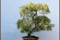 Juniperus Chinensis : Bonzai