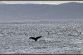Le plongeon de la baleine à bosse : BLOG